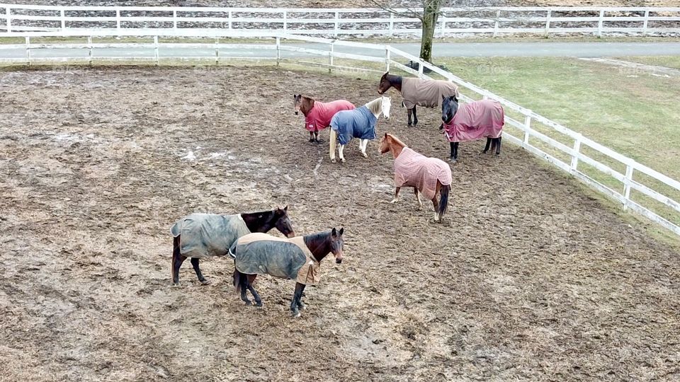 Horses watching drone watching them