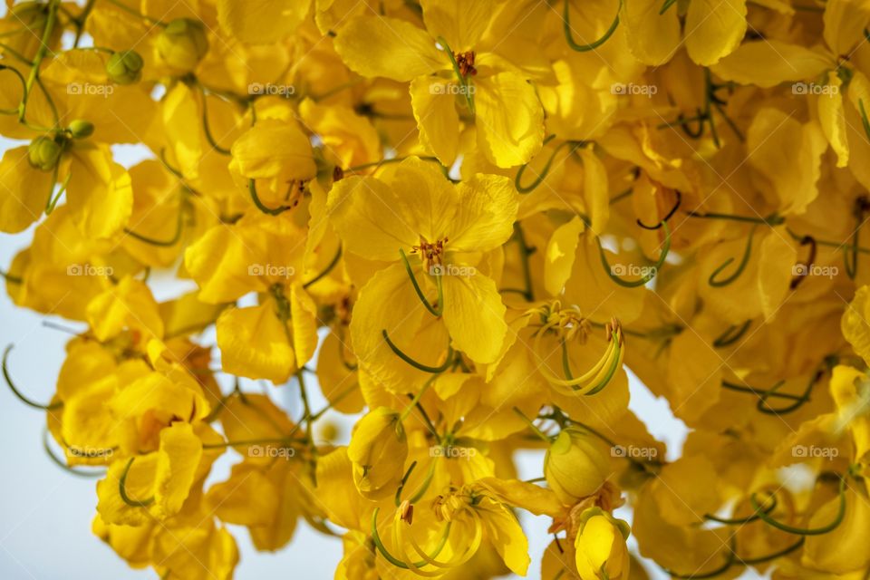 Cherry blossom Thailand , Golden Shower Tree
