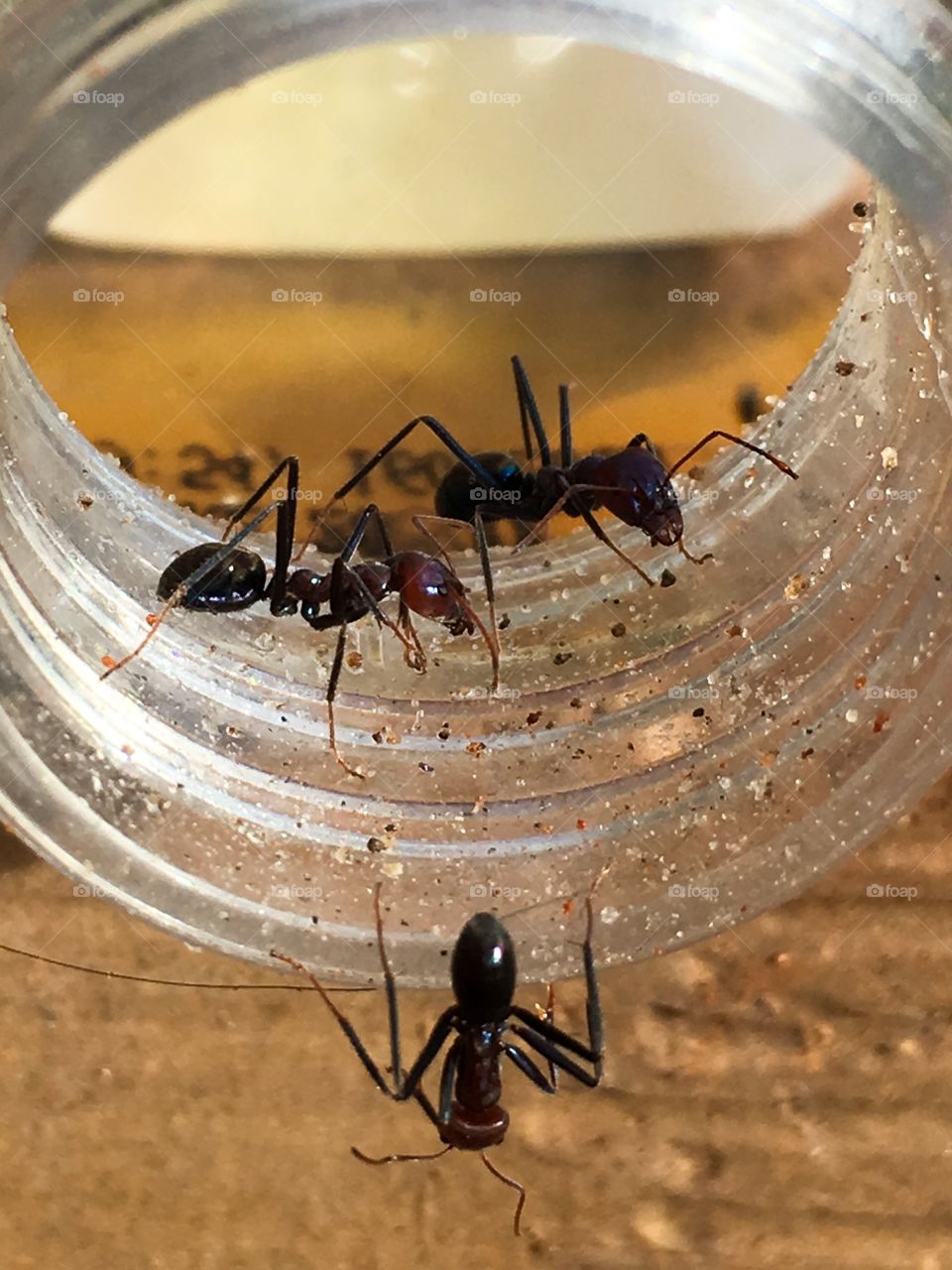 Three worker ants on outer rim of glass jar closeup antennae 