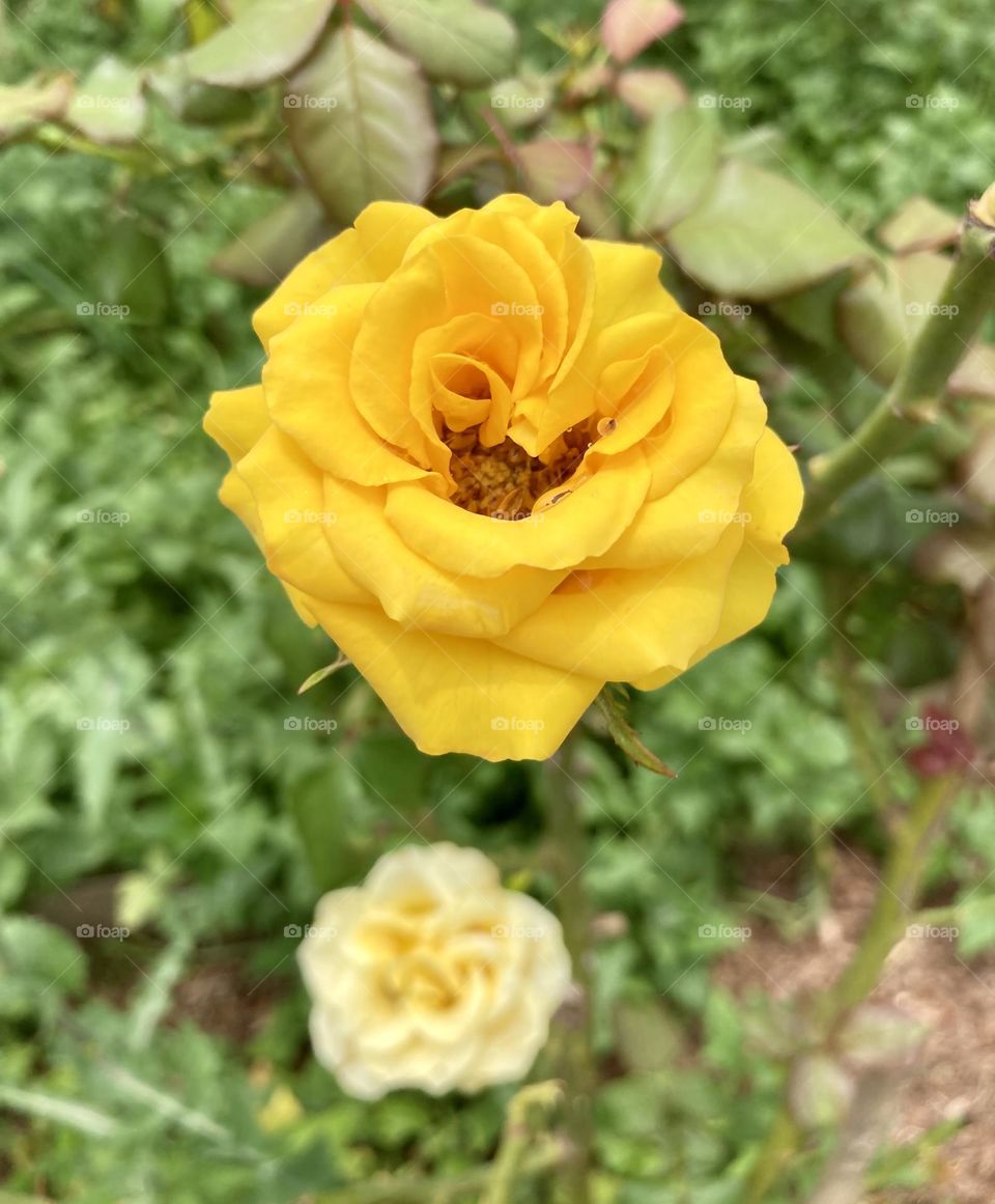 🌹 🇺🇸 Very beautiful flowers to brighten our day.  Live nature and its beauty. Did you like the delicate petals? / 🇧🇷 Flores muito bonitas para alegrar nosso dia. Viva a natureza e sua beleza. Gostaram das pétalas delicadas? 