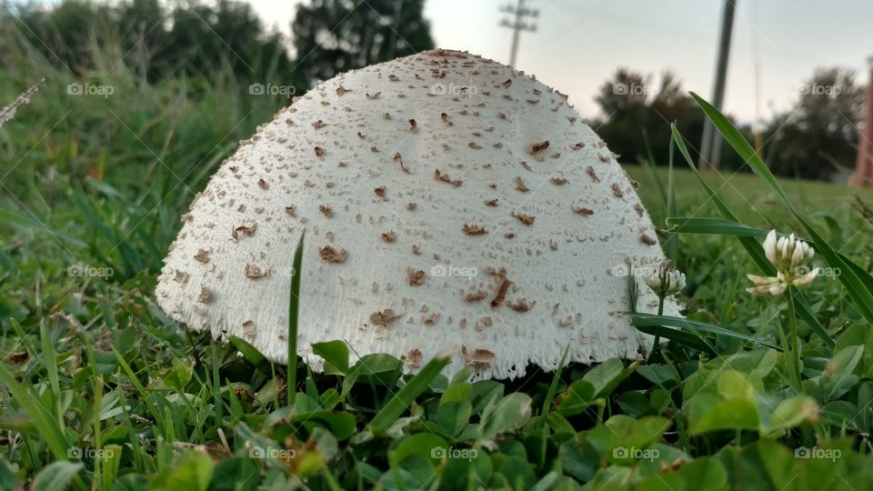 Grass, Nature, Food, No Person, Flora