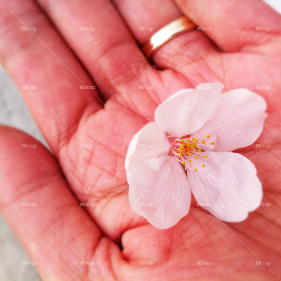 Cherry blossom season is coming to end