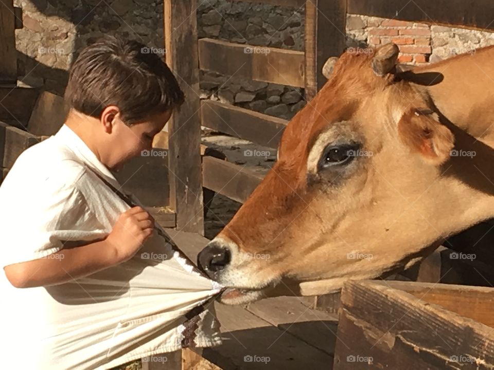 Up set cow, carful with your kids at the peddling and feeding zoos.