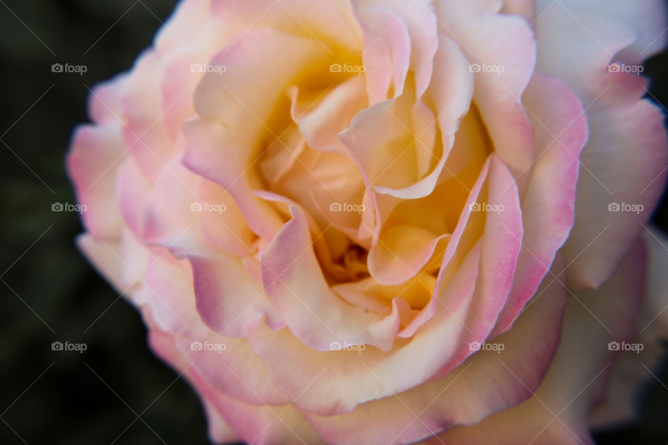 Multicolored rose closeup