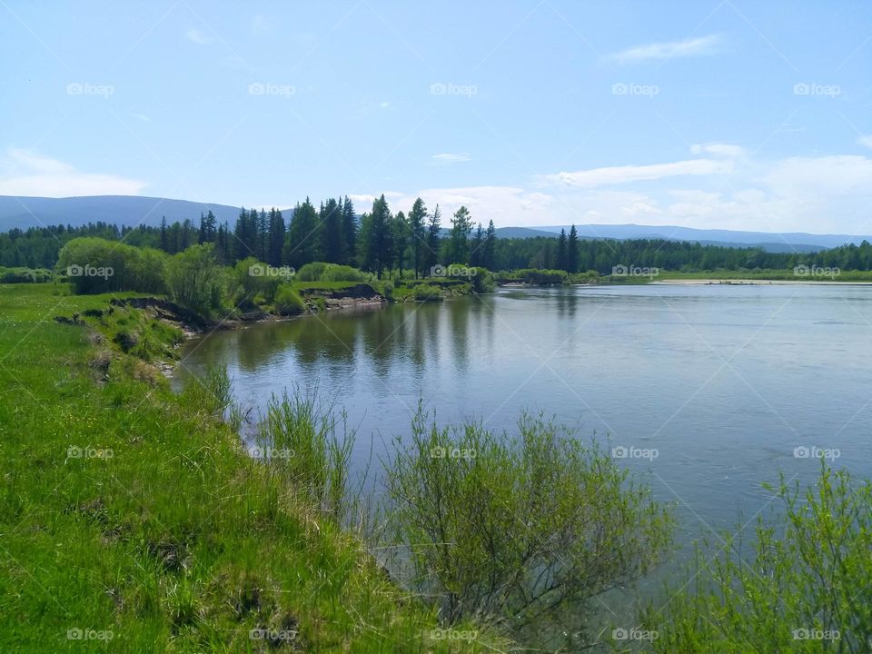 River bank in summer