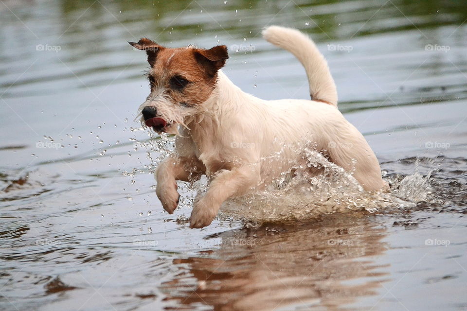 Happy dog playing in the water