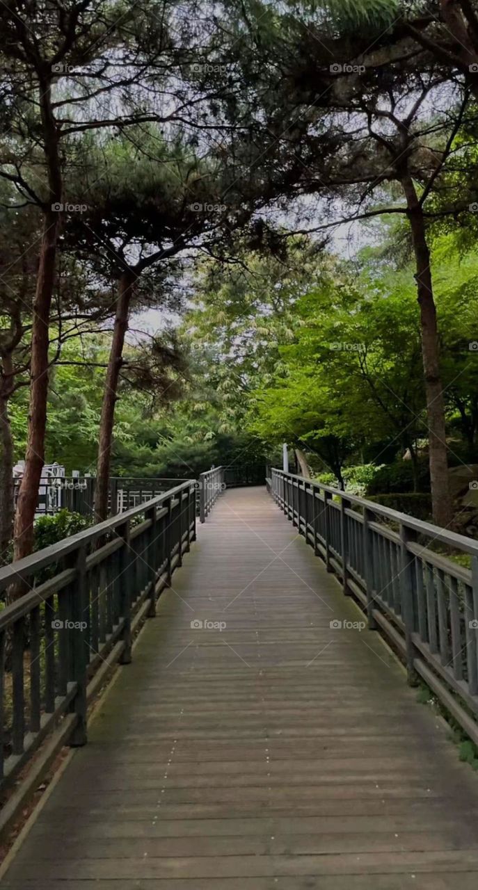 Forest  my Favorite place to relax