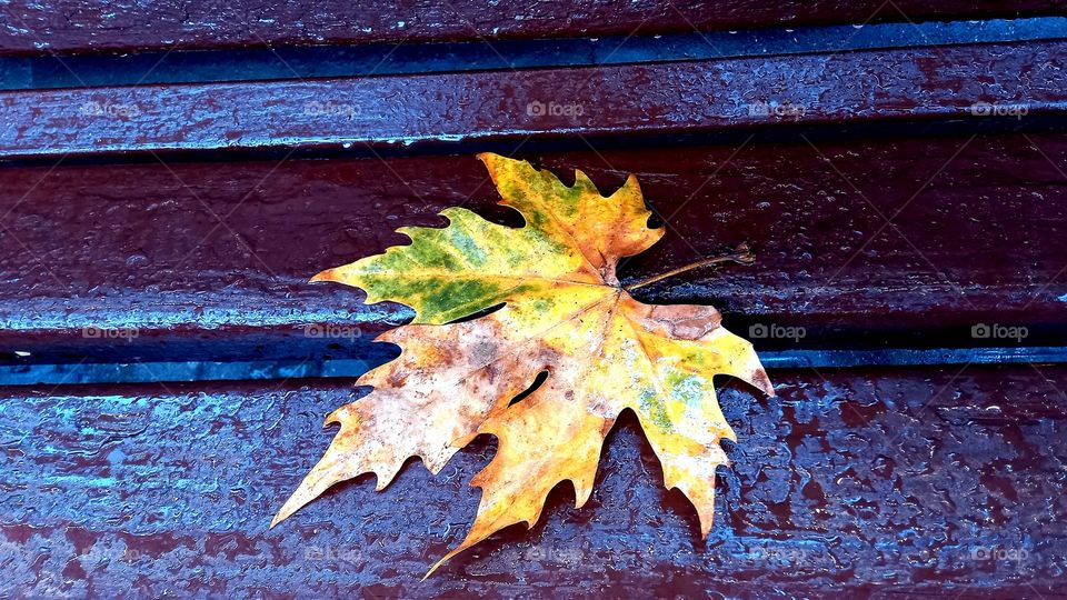 the leaf lies on the bench under the raindrops