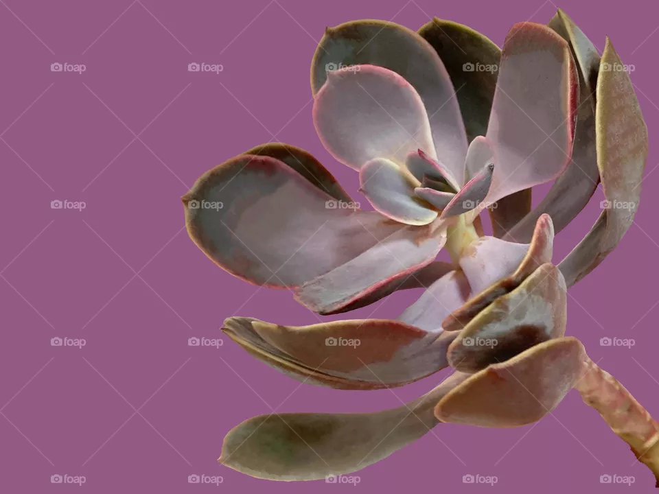 Backgrounds, copy space, plants, succulents against purple background 