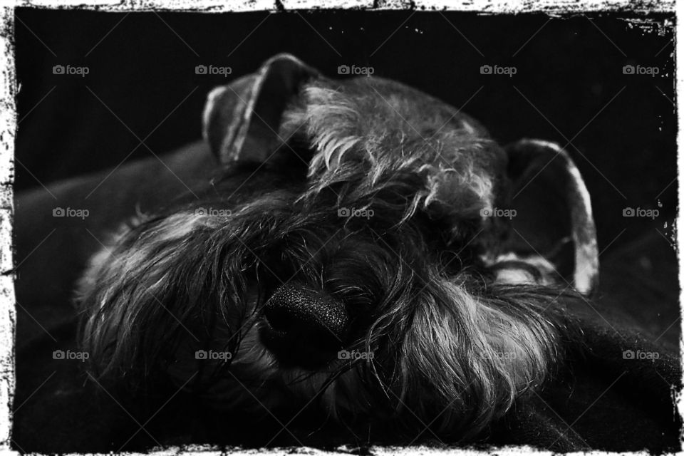 lazy schnauzer dog in low key