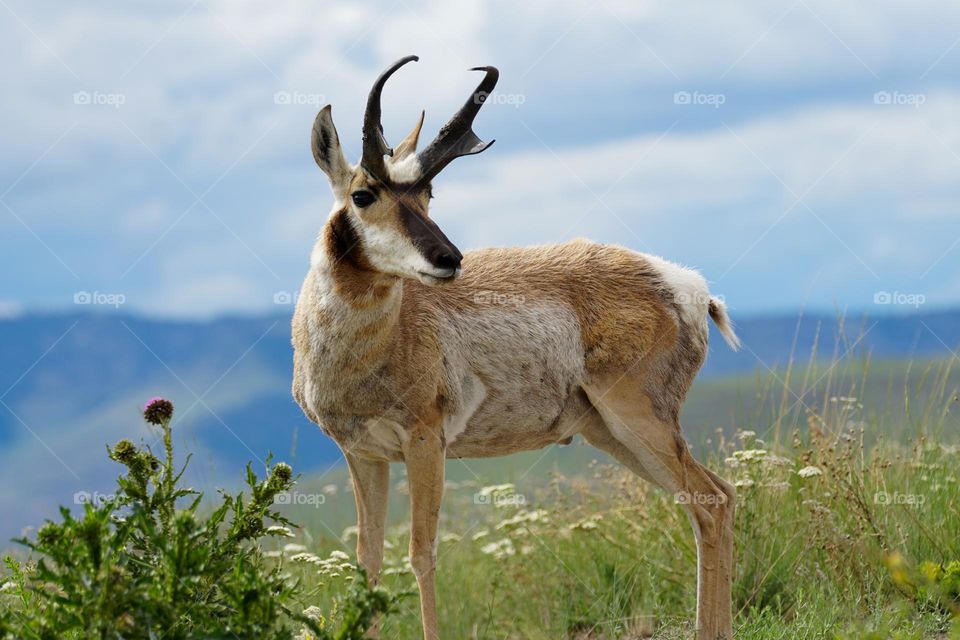 A Pronghorn Antelope stands in a Western Montana field startled by a far away noise