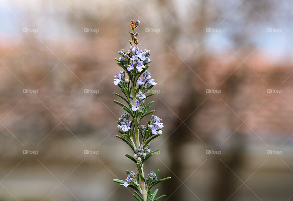 A rosemary in the garden
