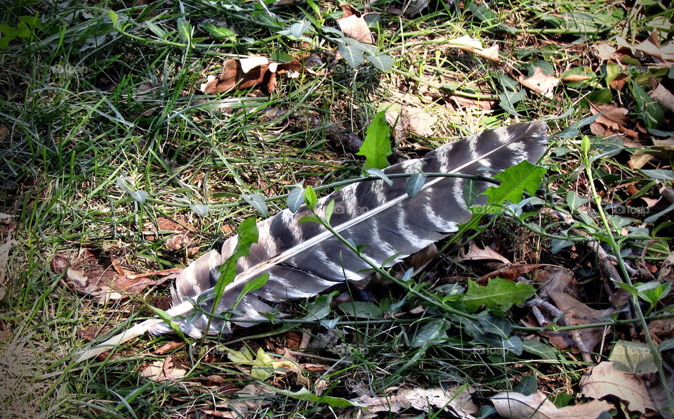 bird feather on-gound early-autumn by landon