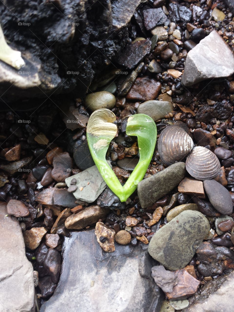 box elder seed heart