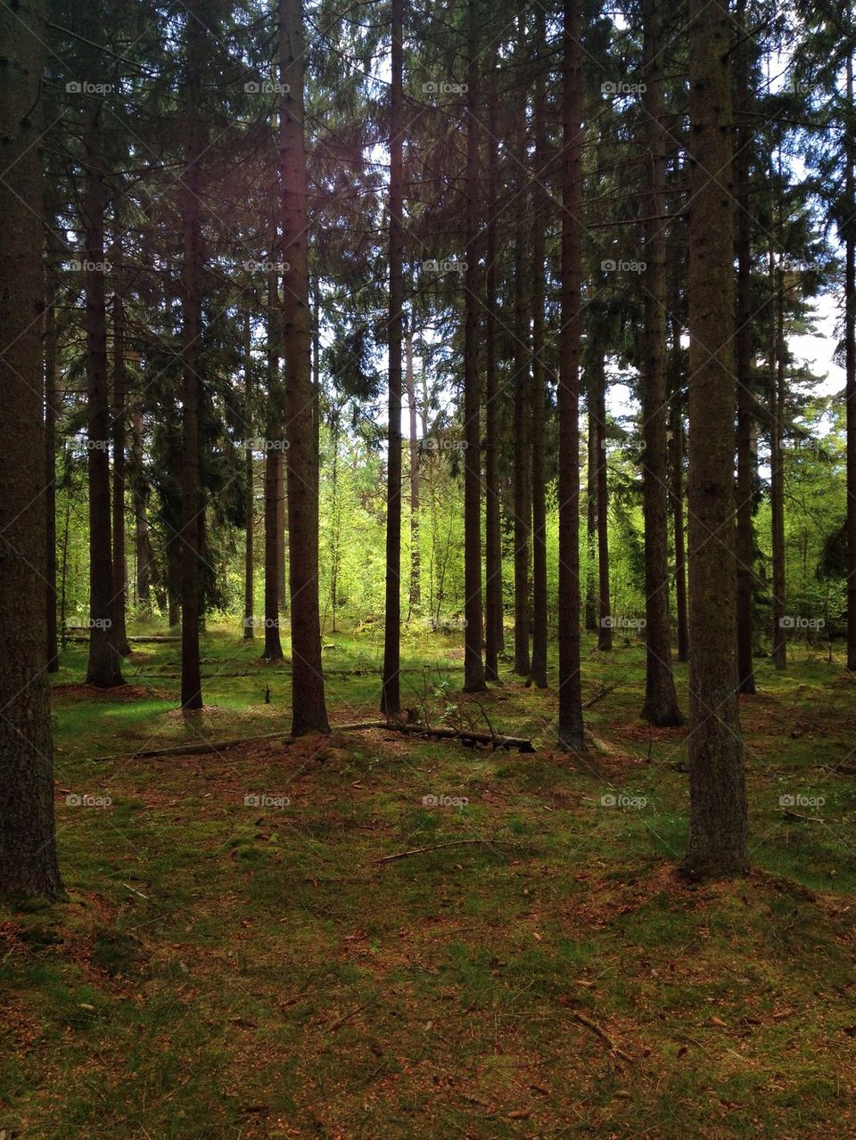 landscape green sweden nature by annajensen