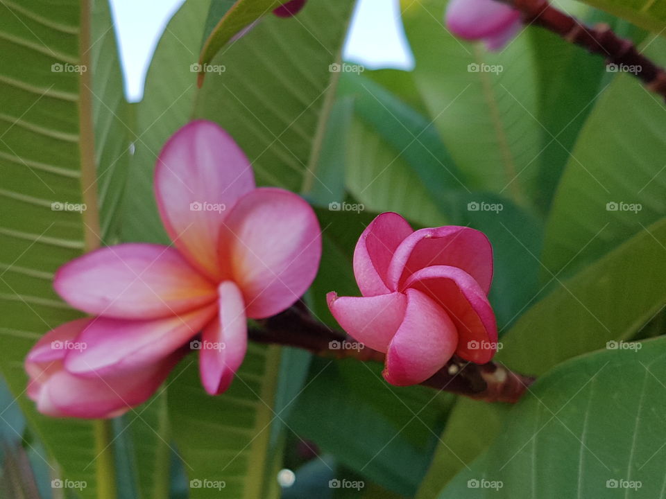 pink, frangipani