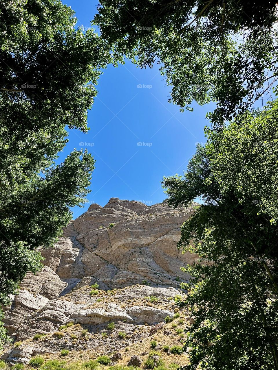 Mountainside in the Trees