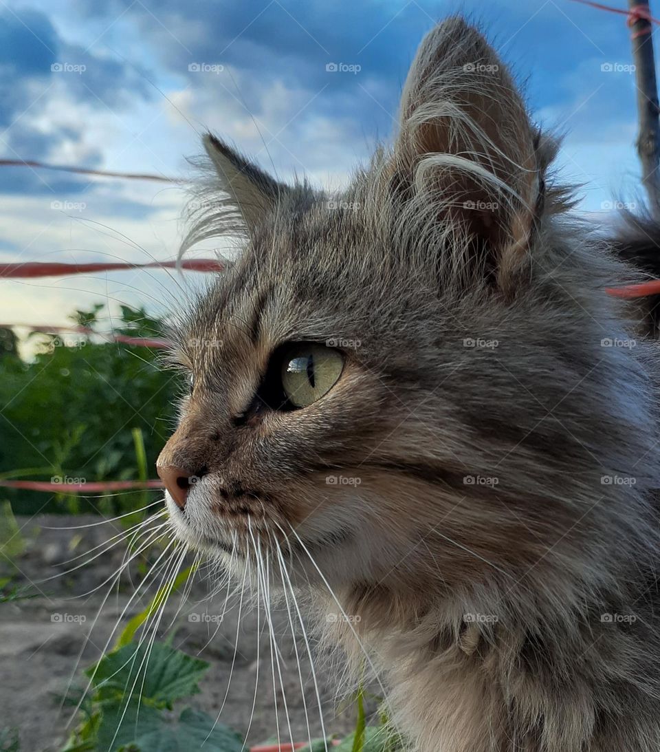 Portrait of a country cat on a blue sky background