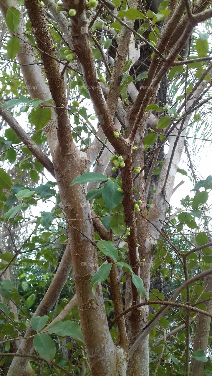 Jabuticaba in bloom