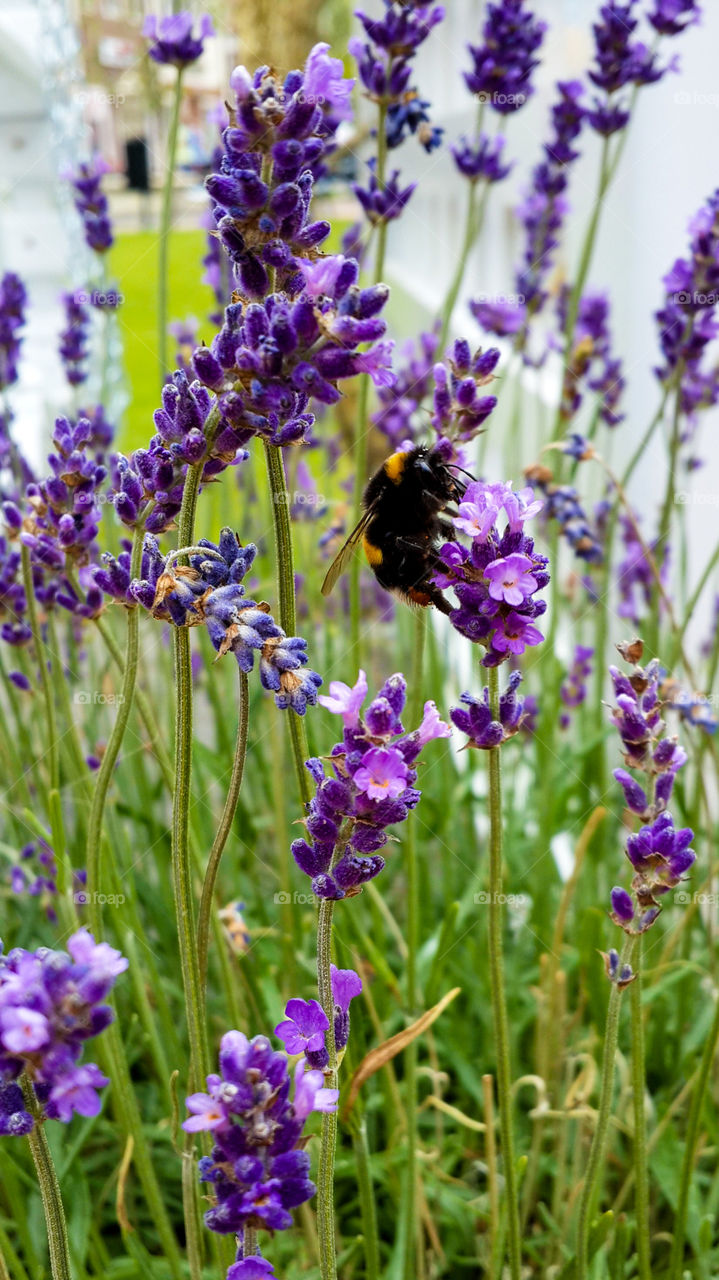 Lavender and the bumblebee