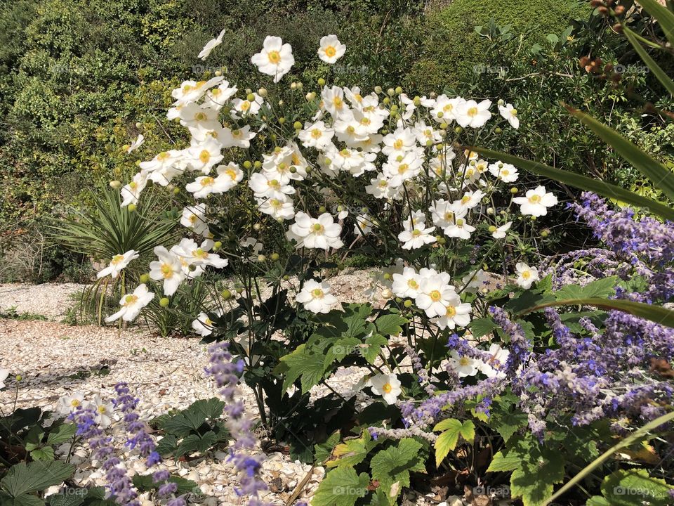 Some lovely coastline garden flowers looking so natural and uplifting for all to enjoy.