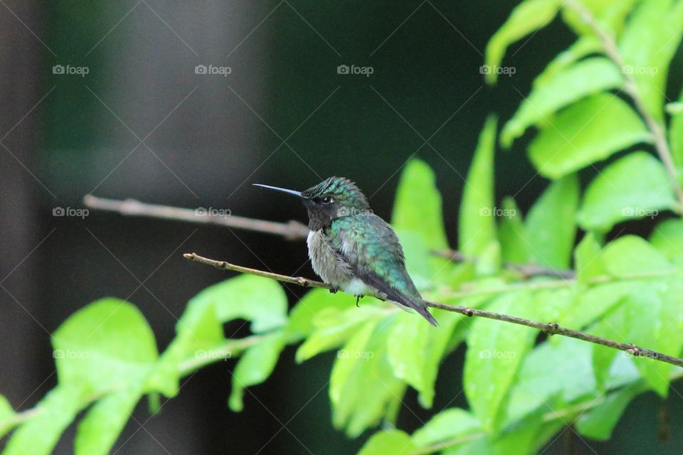 emerald green hummingbird taking a break between flights on a green shrub
