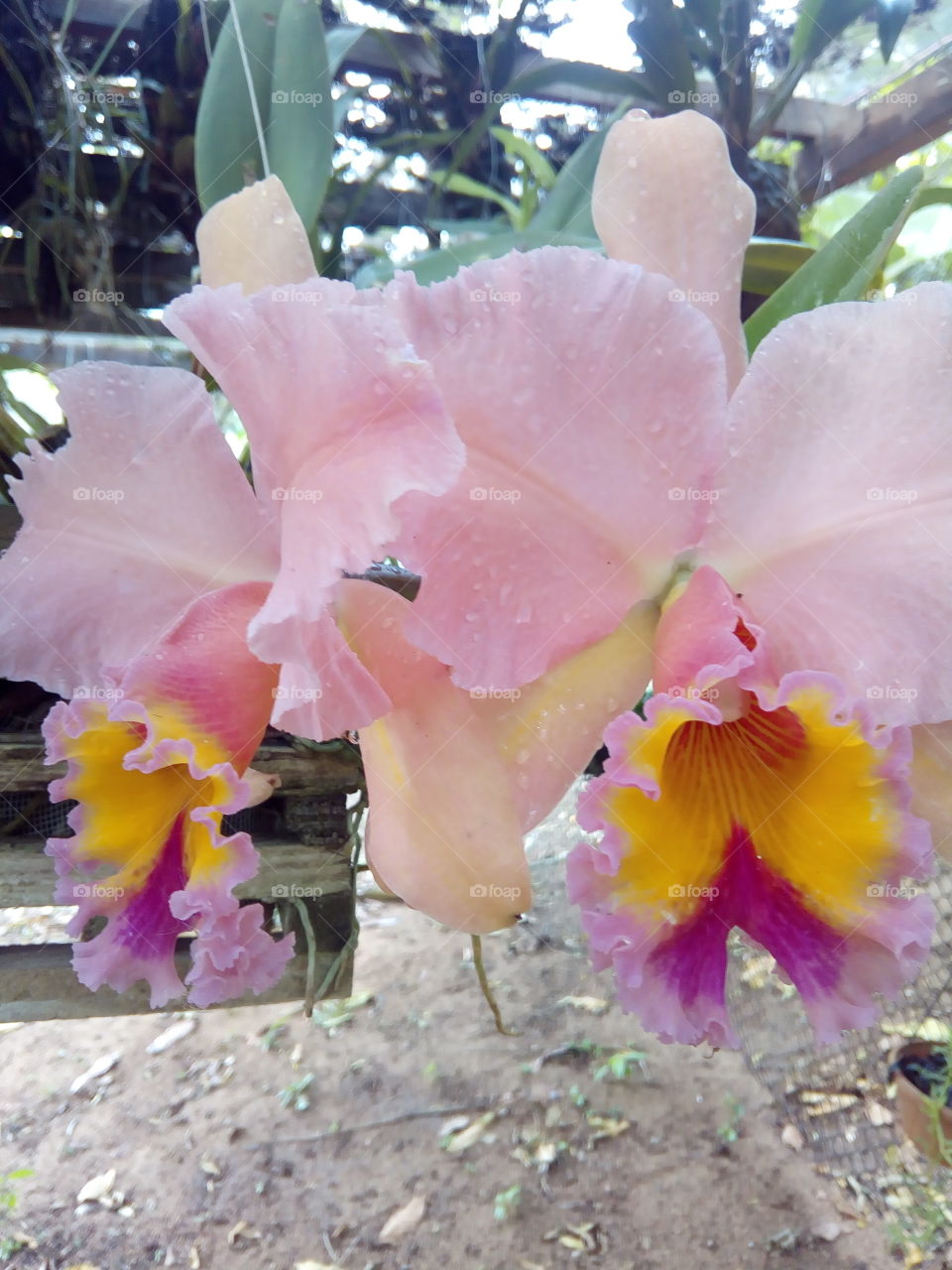 orquídea