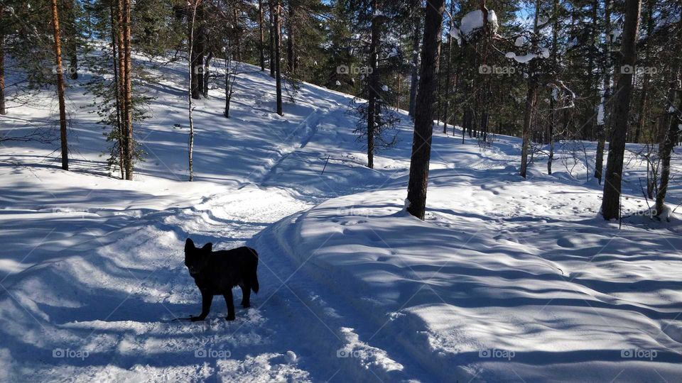 Wintery forest trails
