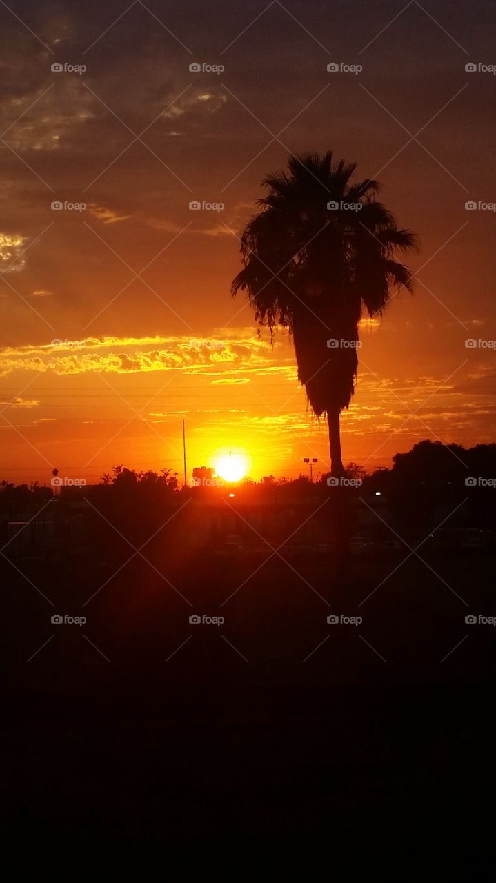 palm tree sunset