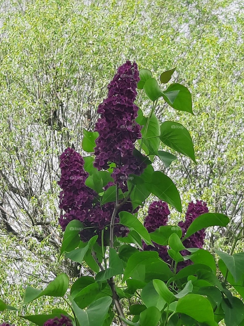 purple liliac  in spring garden