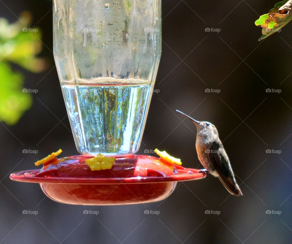 Hummingbird head tilt