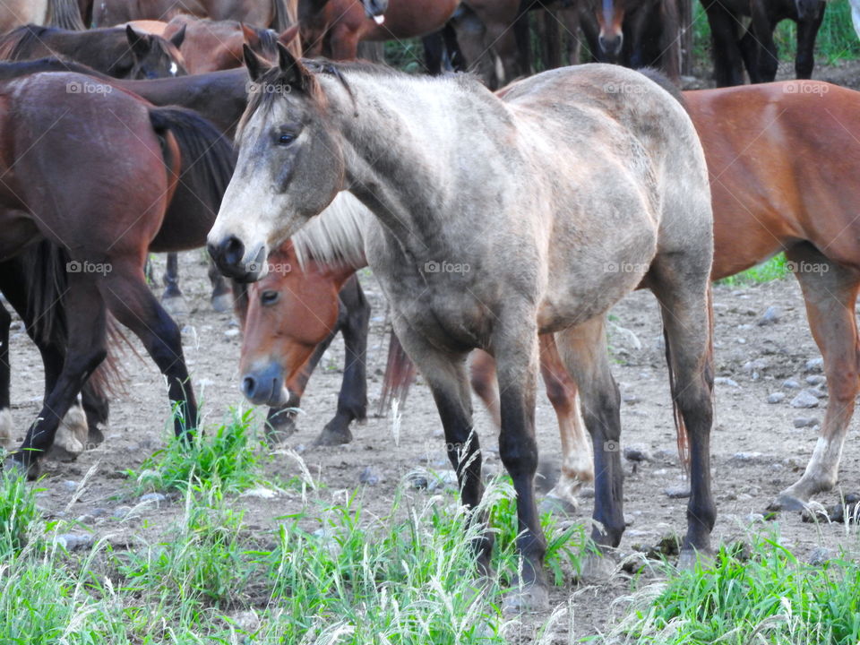 majestic horses 