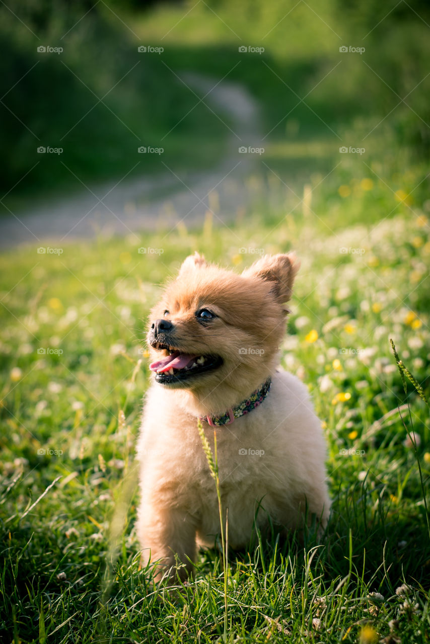 Pomeranian dog photoshoot in the summer