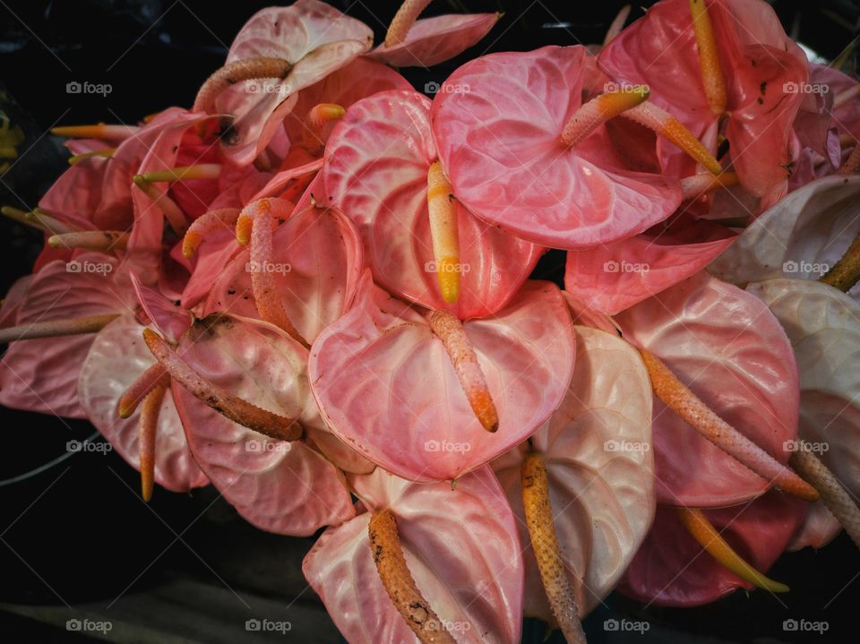 Peach anthurium flowers