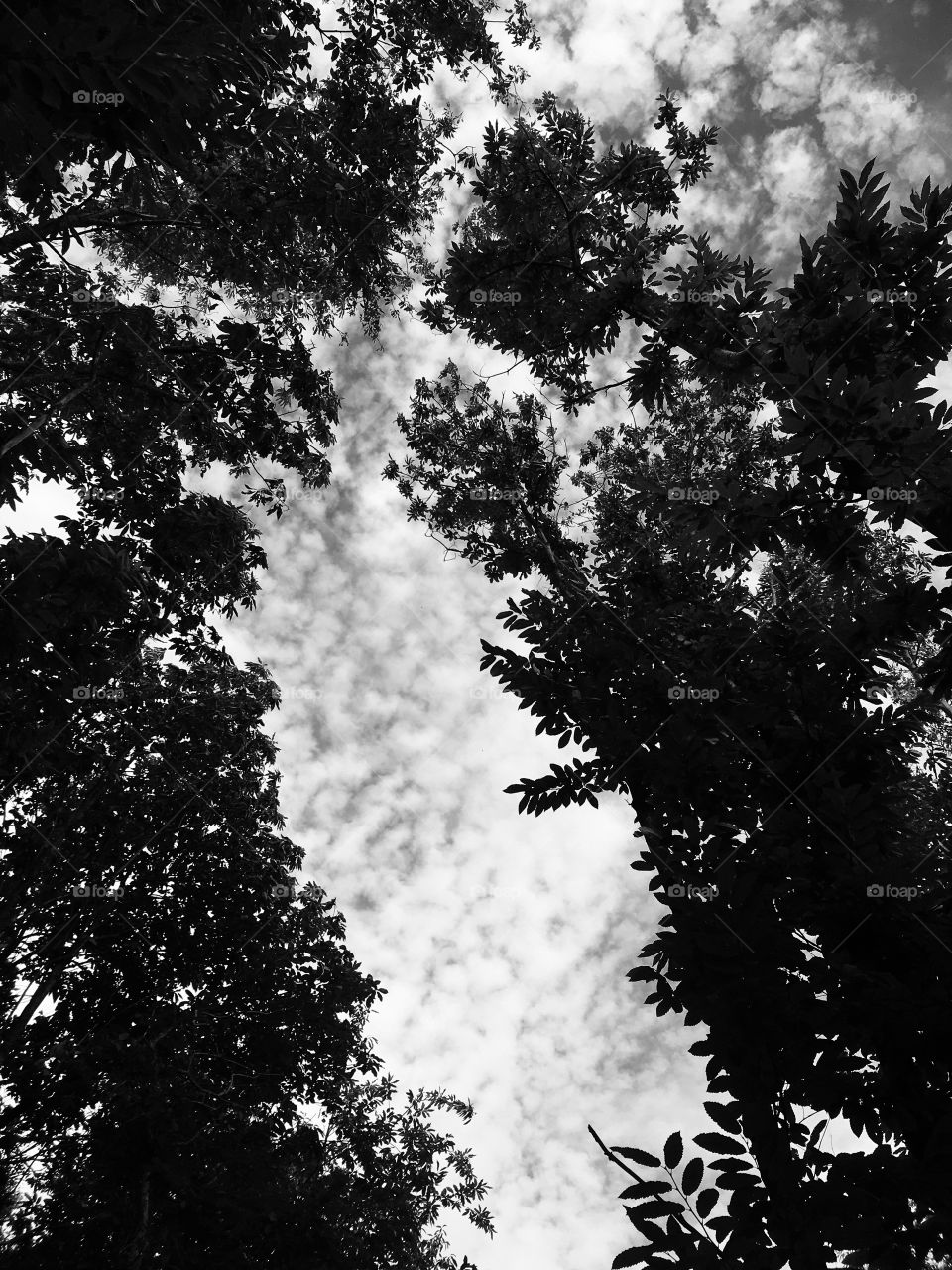 Dark shadowy trees, towering above. A sky blotted with small puff ball clouds. Love the shapes created when using black and white.