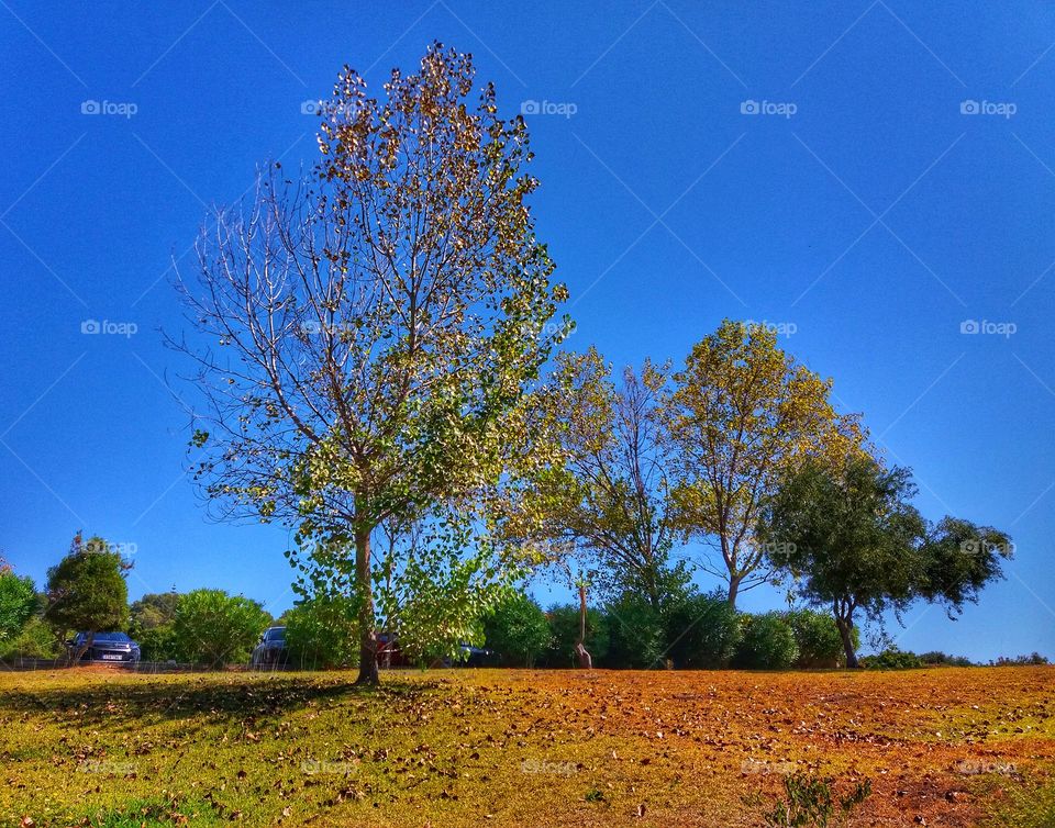 When trees fall their leaves - i guess that's autumn!