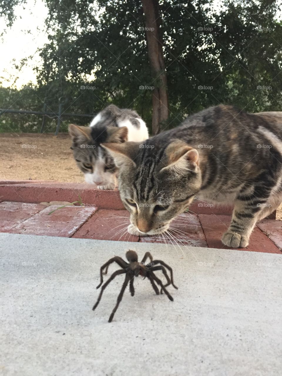 Cat and spider