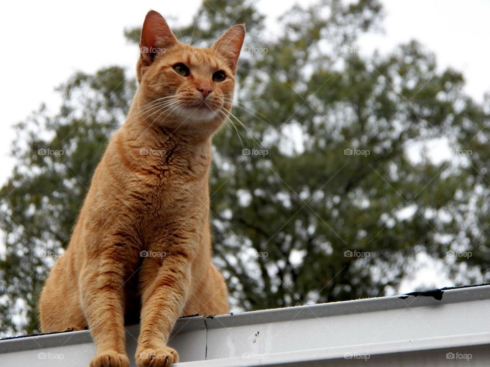 Cat on rooftop. 