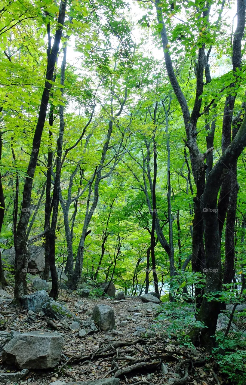 wood