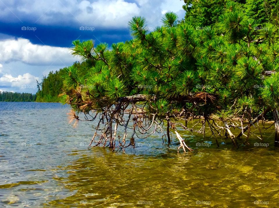 Pine Forest on the Lake