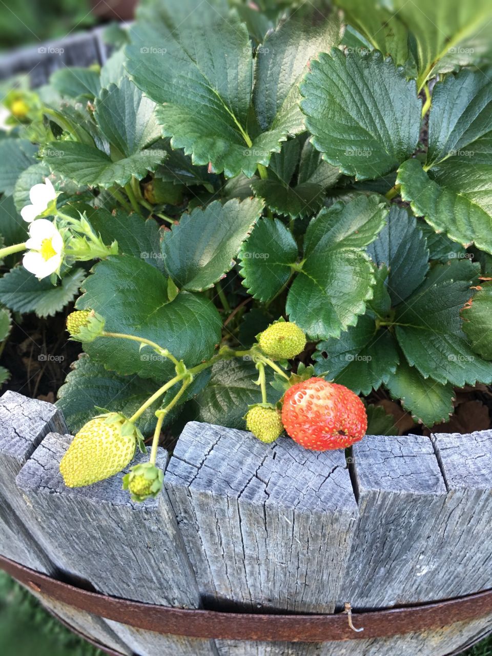 Strawberries 