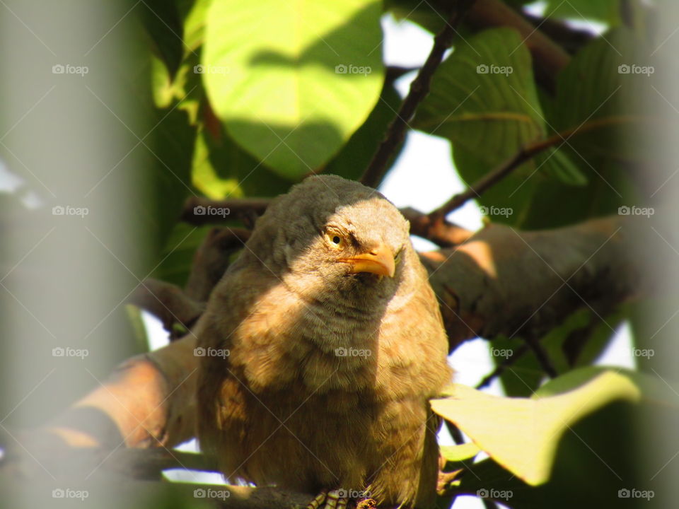 Jungle babbler bird or (Turdoides striata) or beautiful seven sisters or angry bird
