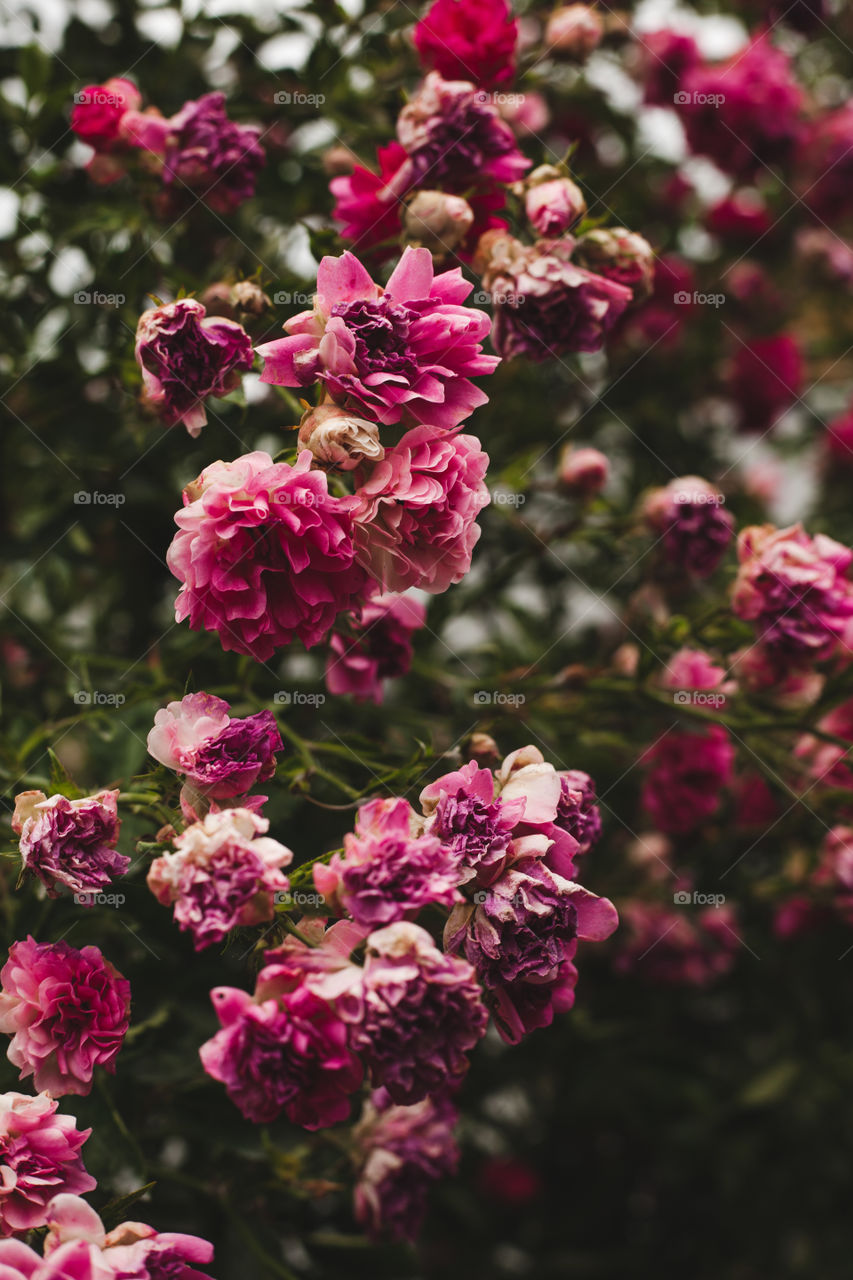 background image of roses