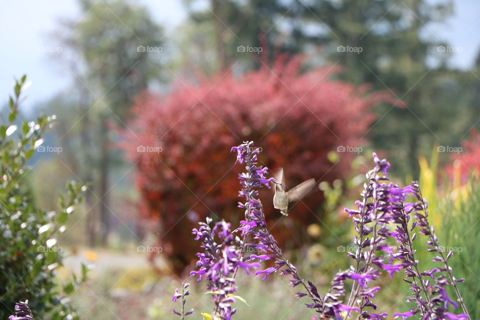 Hummingbird flipping around a a beautiful scented flowers in the garden