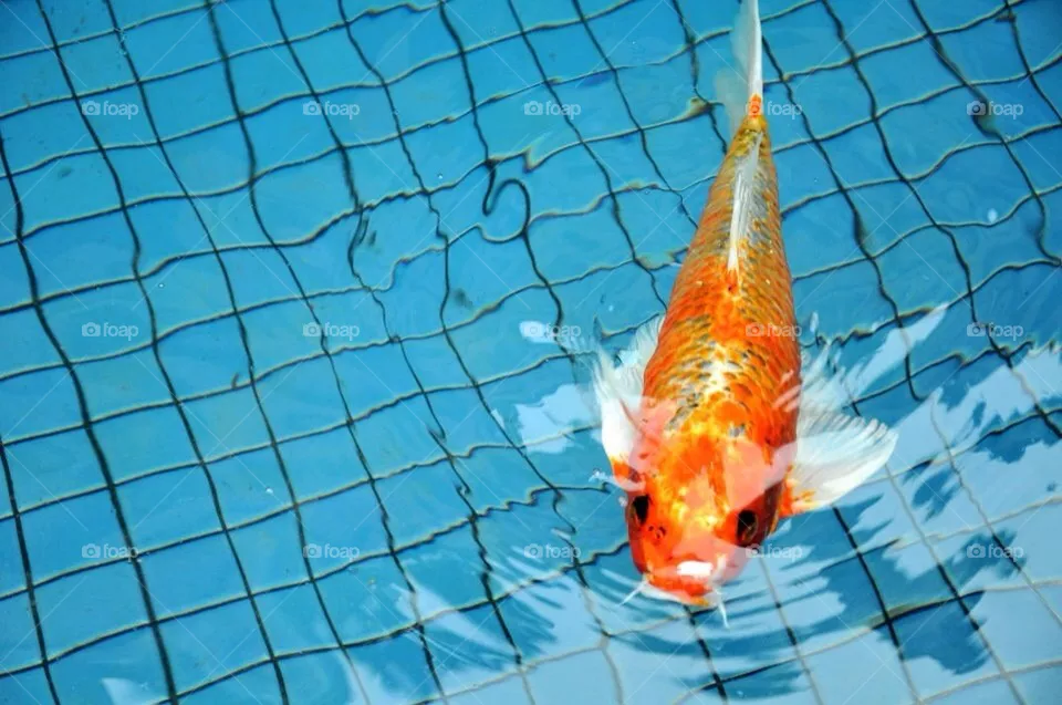 Koi