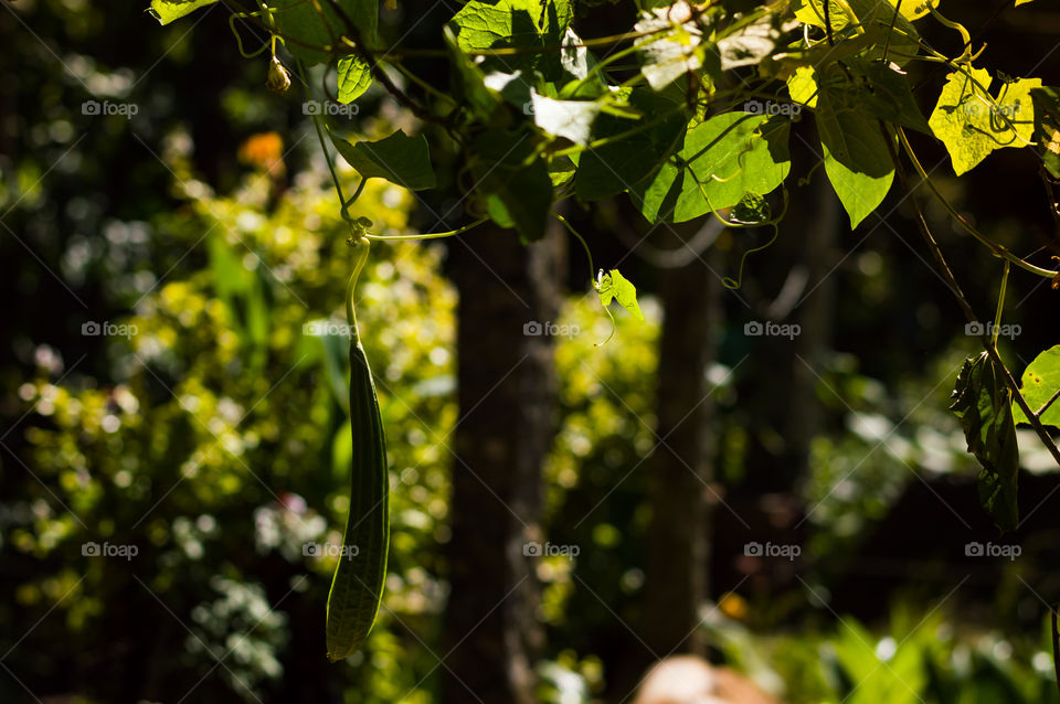 Sunlight falling on ridgegourd.