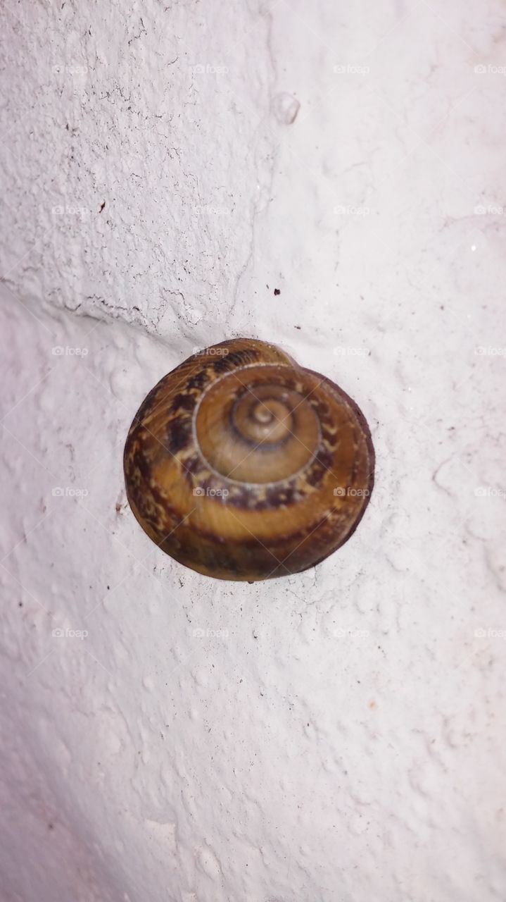 Snail on wall.