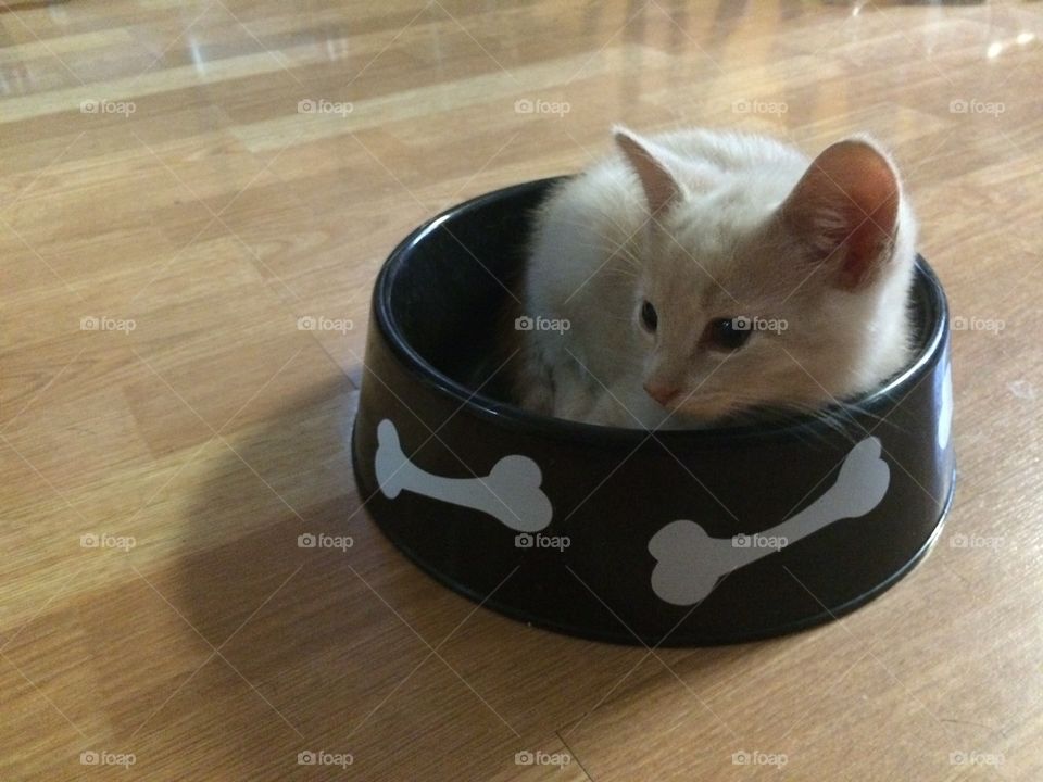 Dogbowl kitty 2