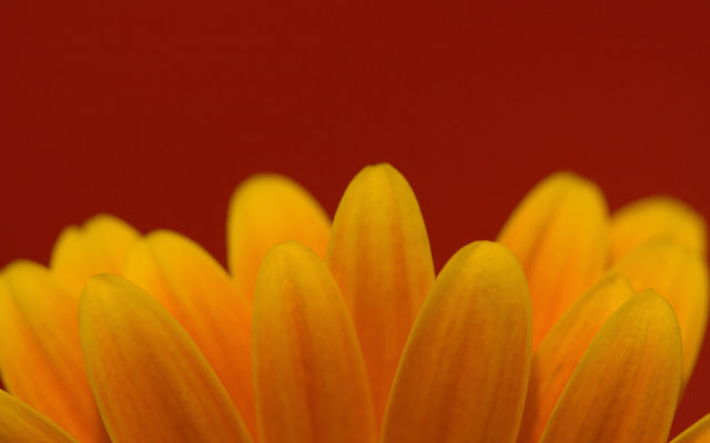 flor