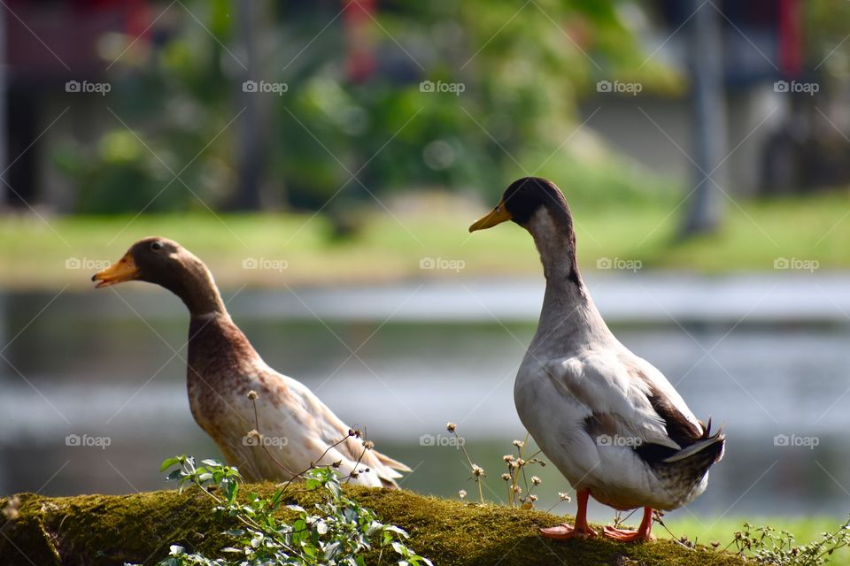 Ducks under the trees alongside the water at Wailoa River State Park in Hilo On the Big Island of Hawaii.